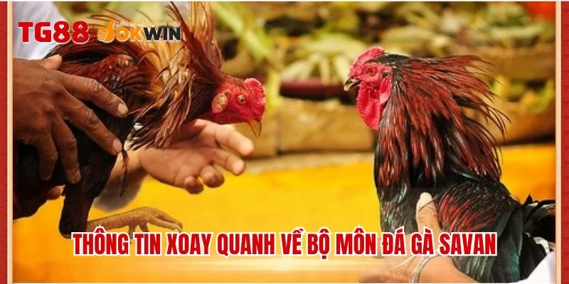 Thông tin xoay quanh về bộ môn đá gà Savan
